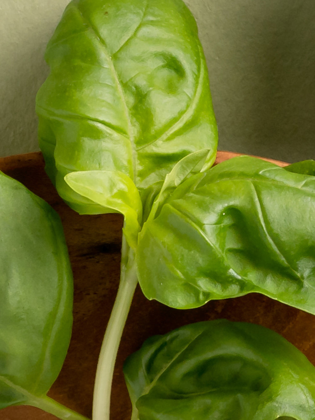 Neroli Basil - Made for Your Routine