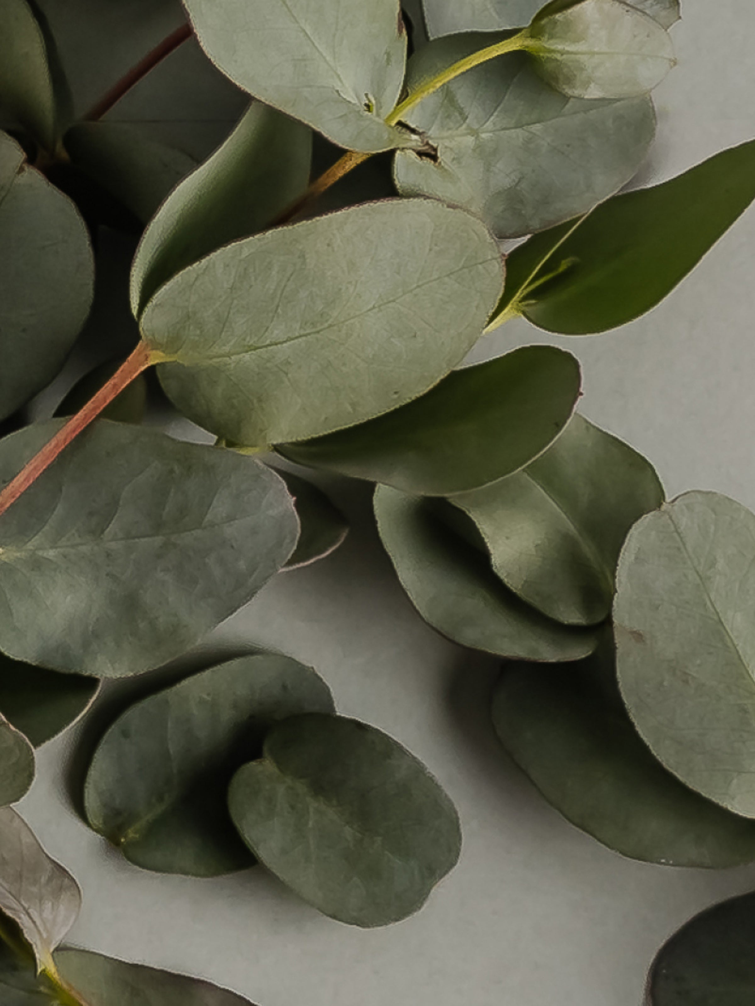Eucalyptus - Fresh Mood Ready
