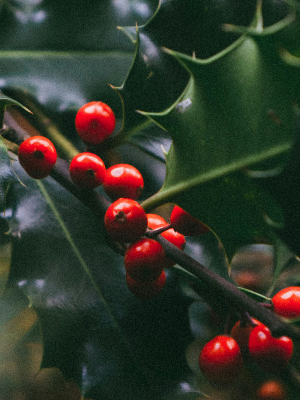 Mistletoe Kiss - Freshen the Mood
