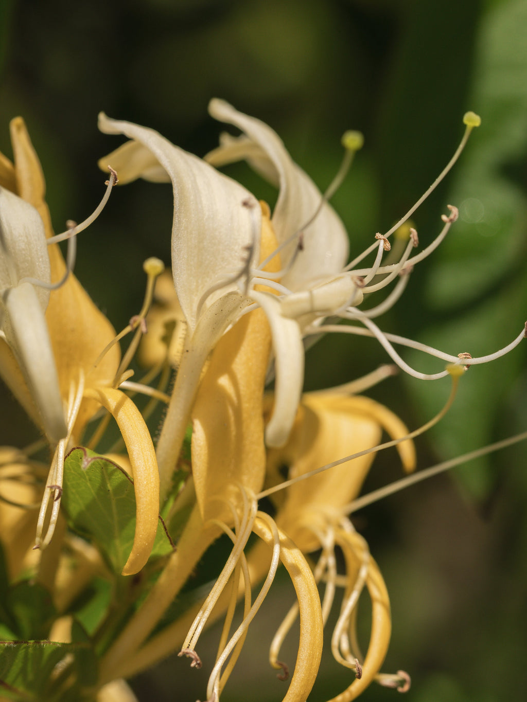 Wild Honeysuckle - A Scented Little Moment