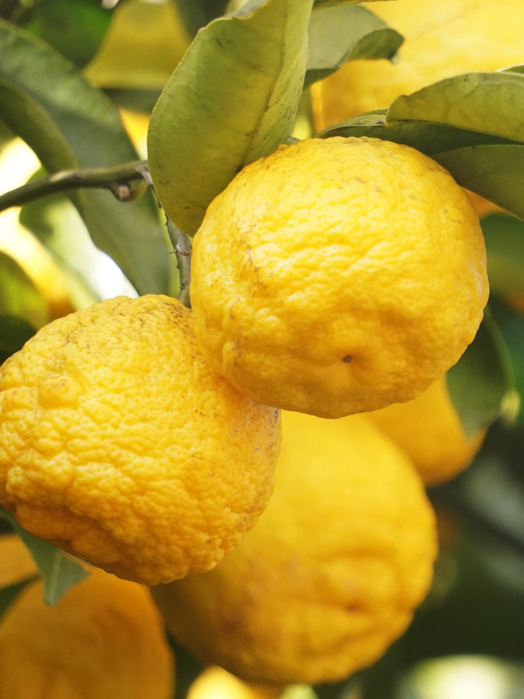 Sunlit Yuzu & Neroli - Your Fresh Space