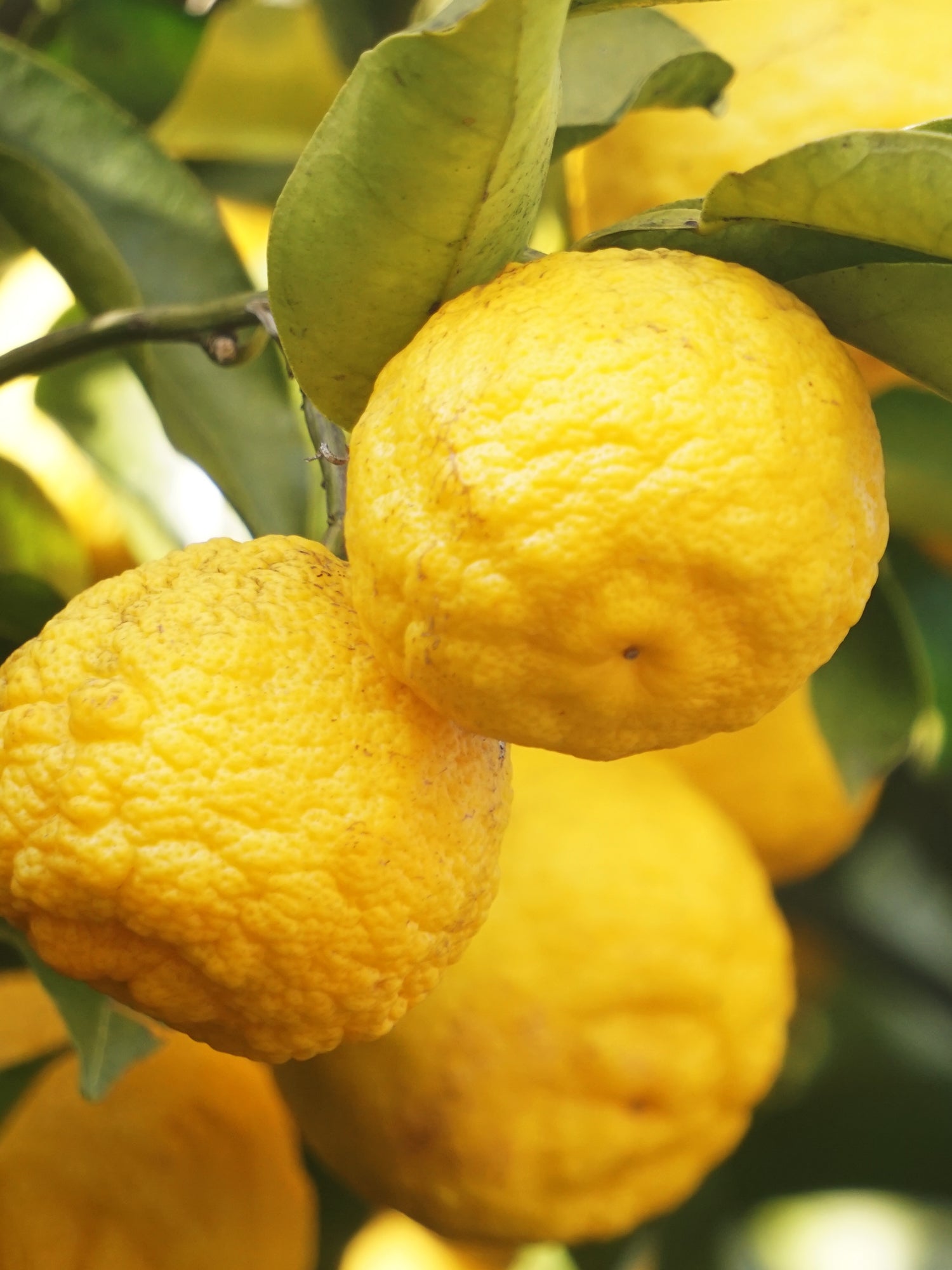 Sunlit Yuzu & Neroli - Your Fresh Space