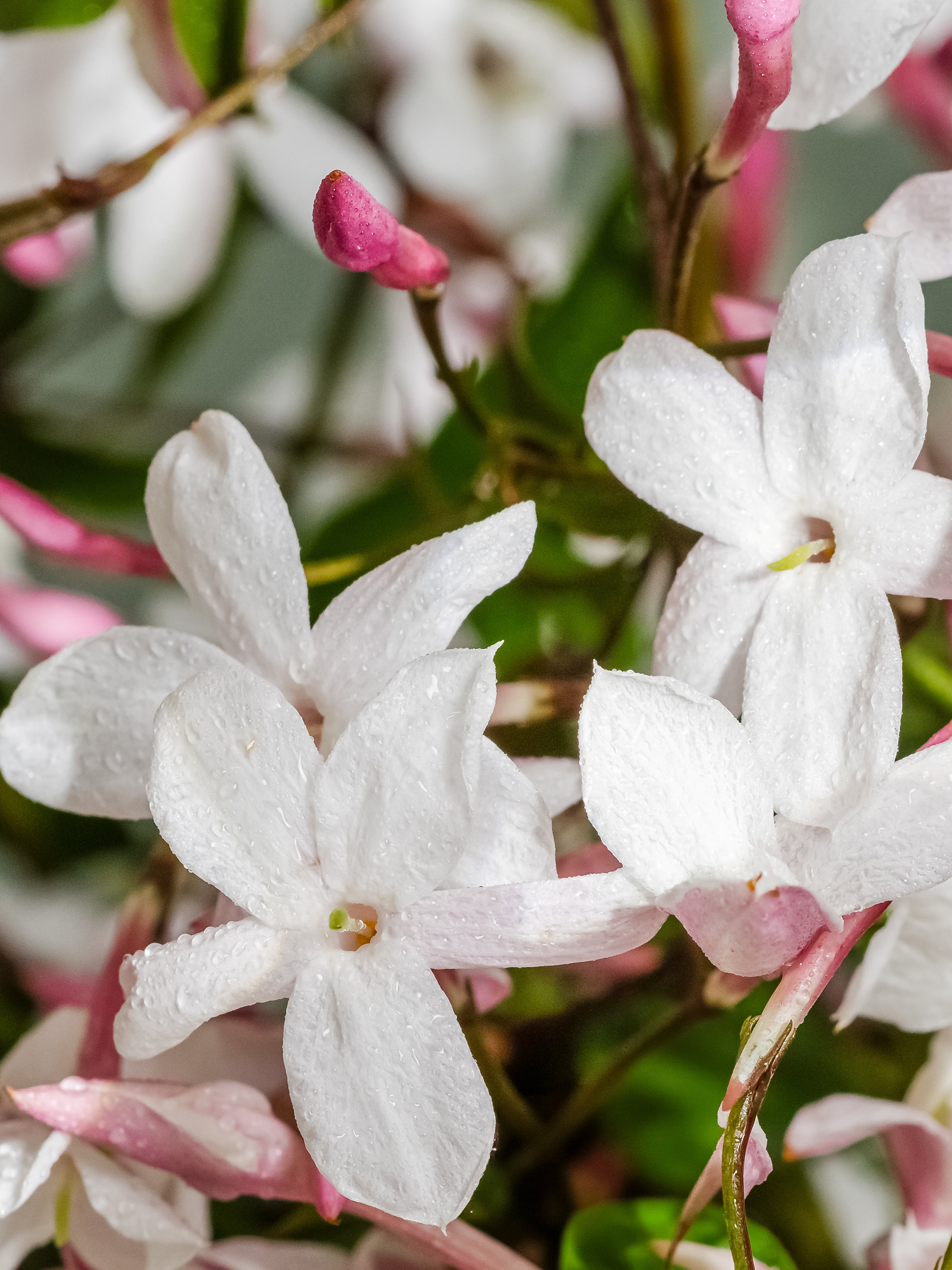 Flowering Currant - The Daily Scent