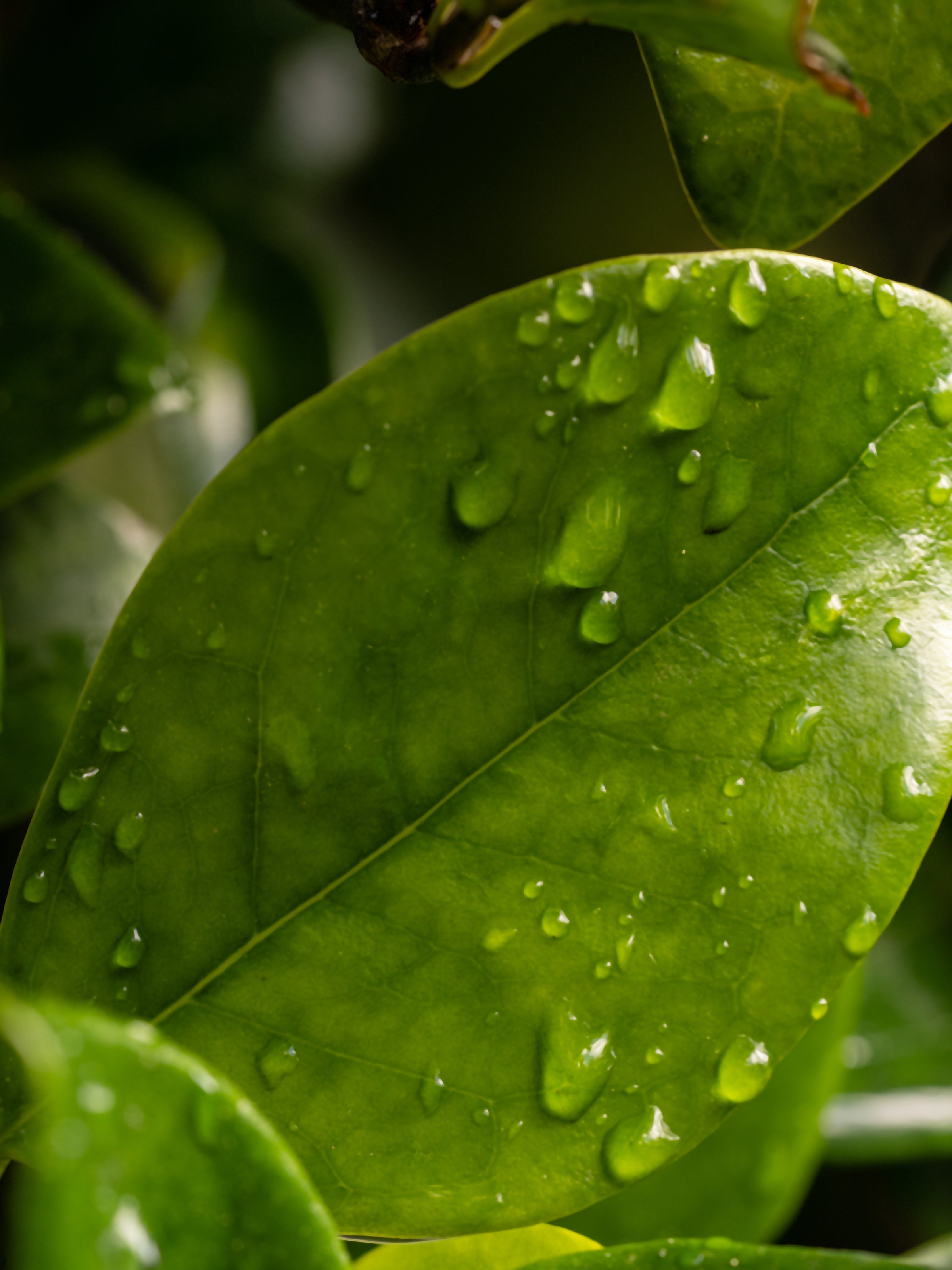 Citrus Leaves - Made for Scent