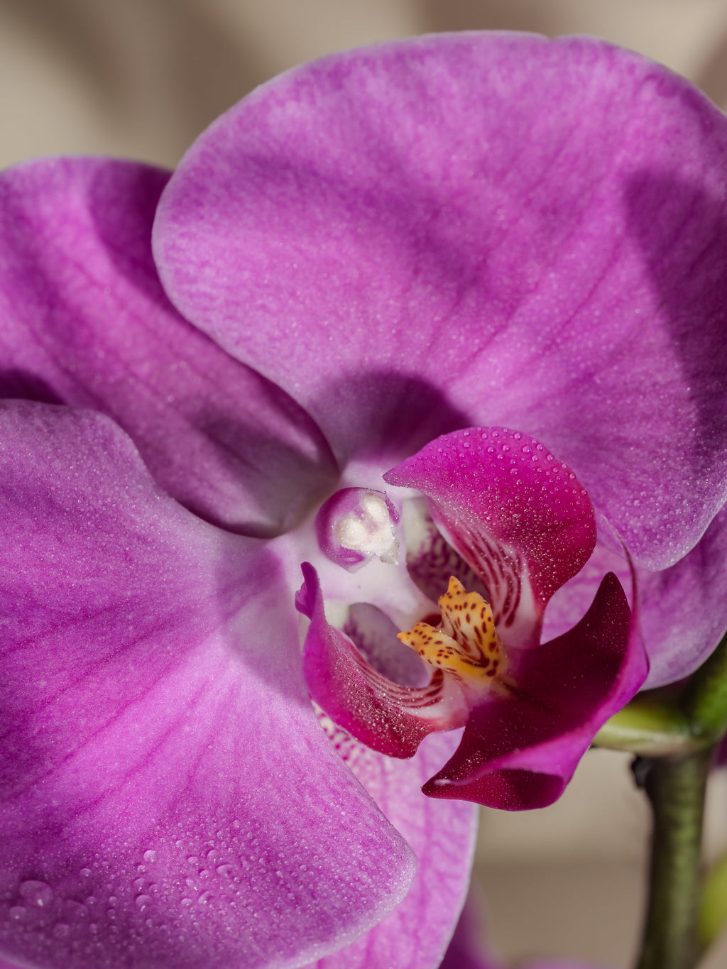 Aloha Orchid - Made for Modern Homes