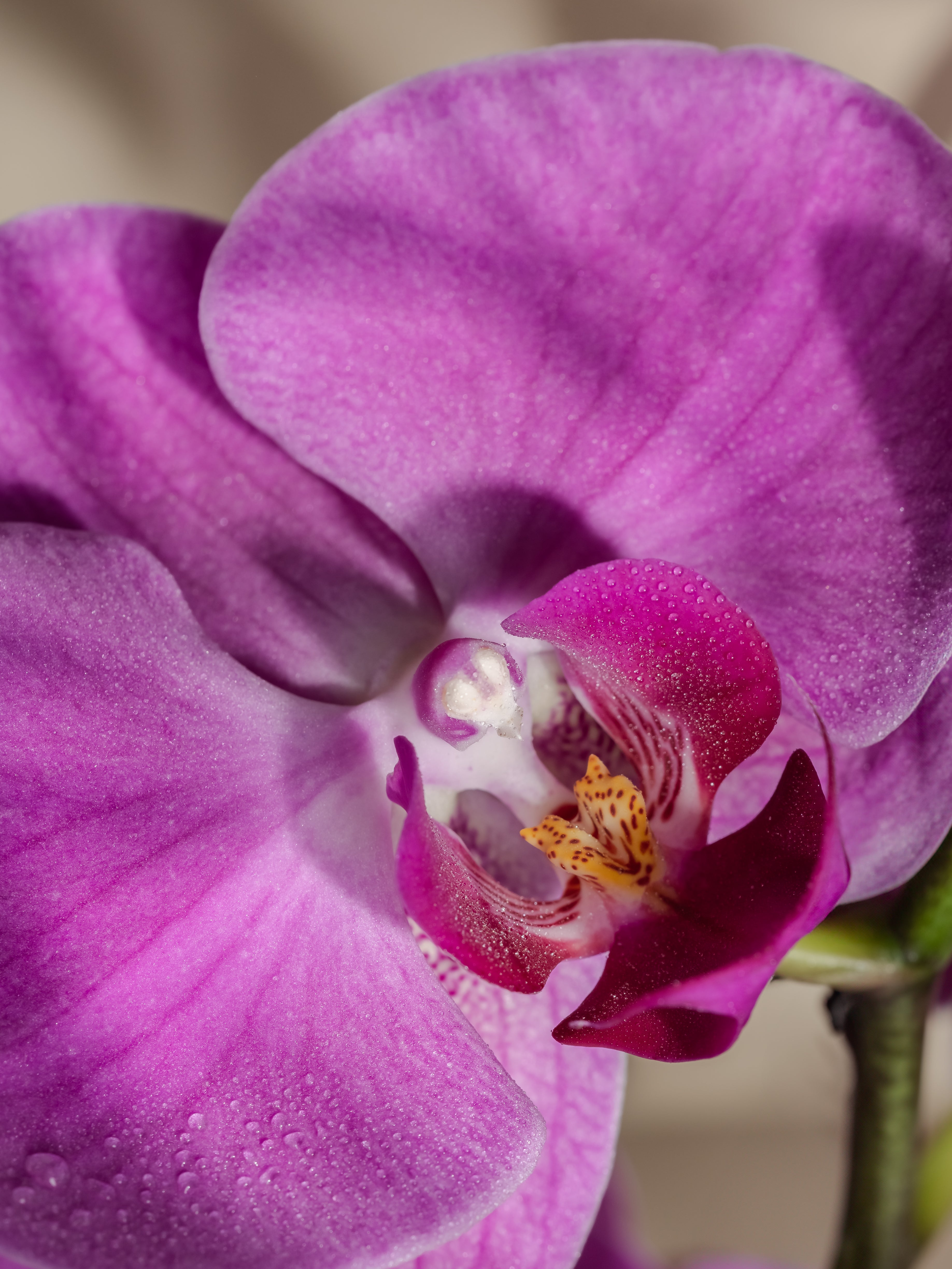 Aloha Orchid - Made for Modern Homes