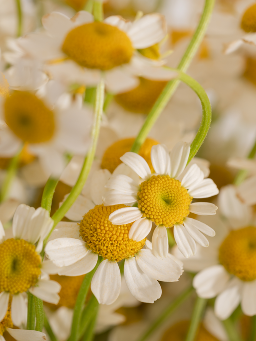 Chamomile Lavender - Your Pura Pick