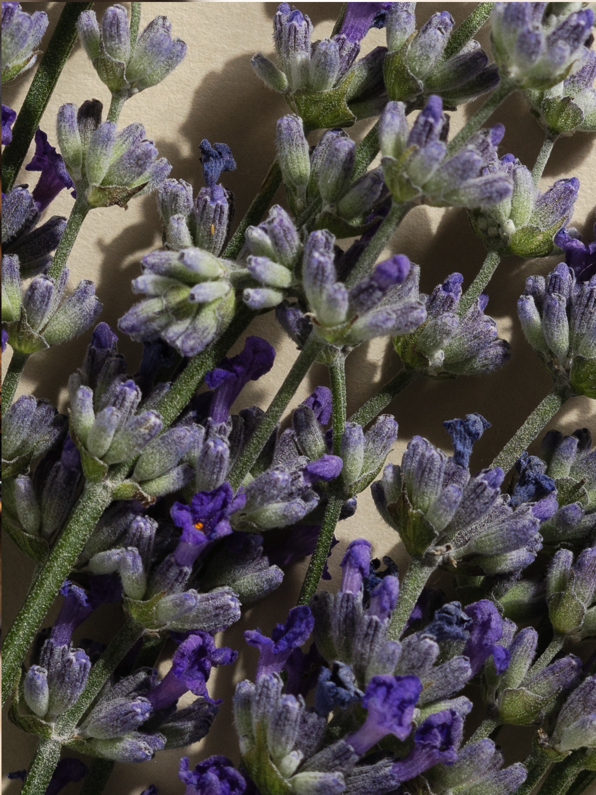 Lavender Balsam - Freshness Made Easy