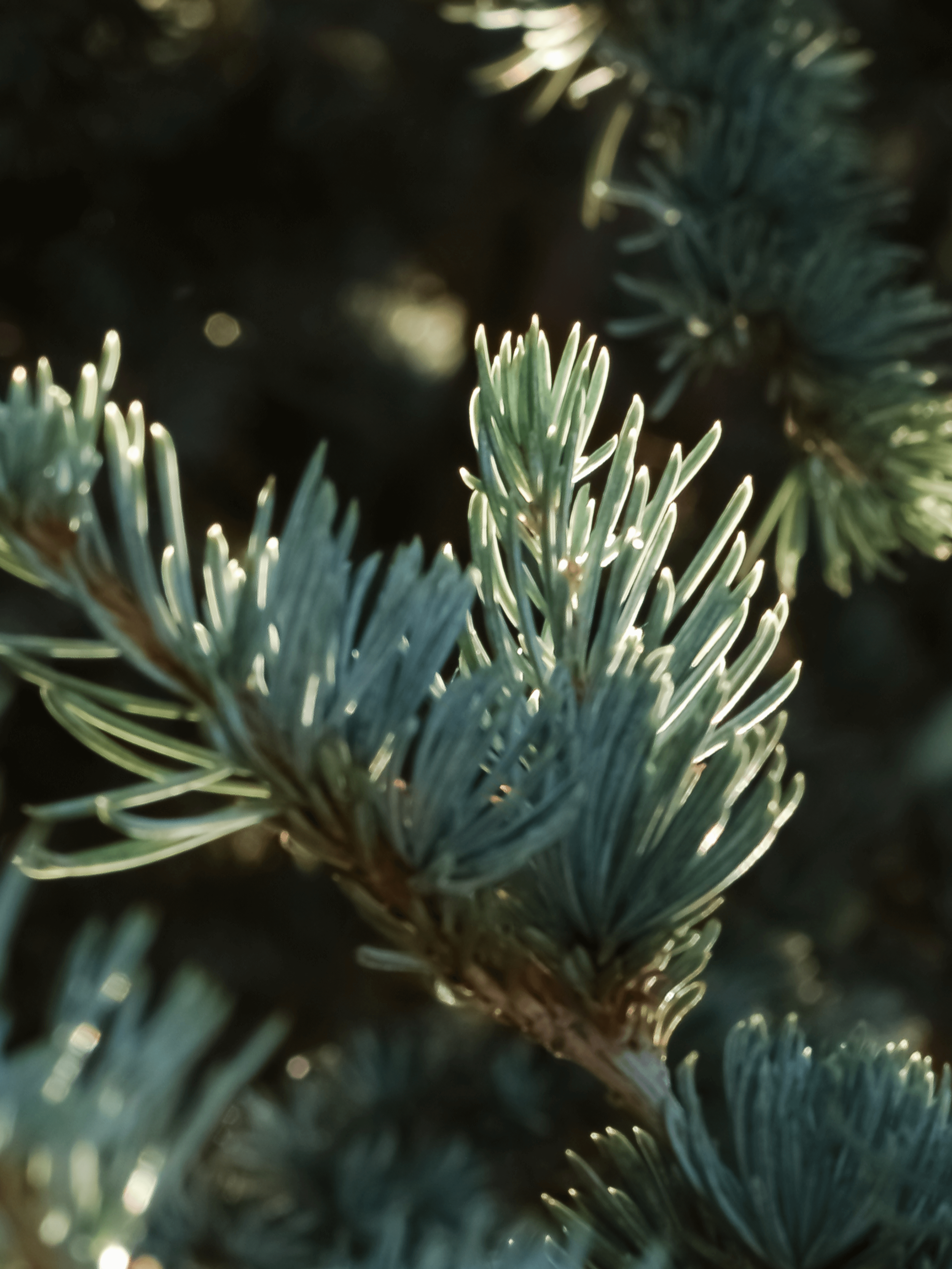 Spruce in Mist - Fresh for Mornings