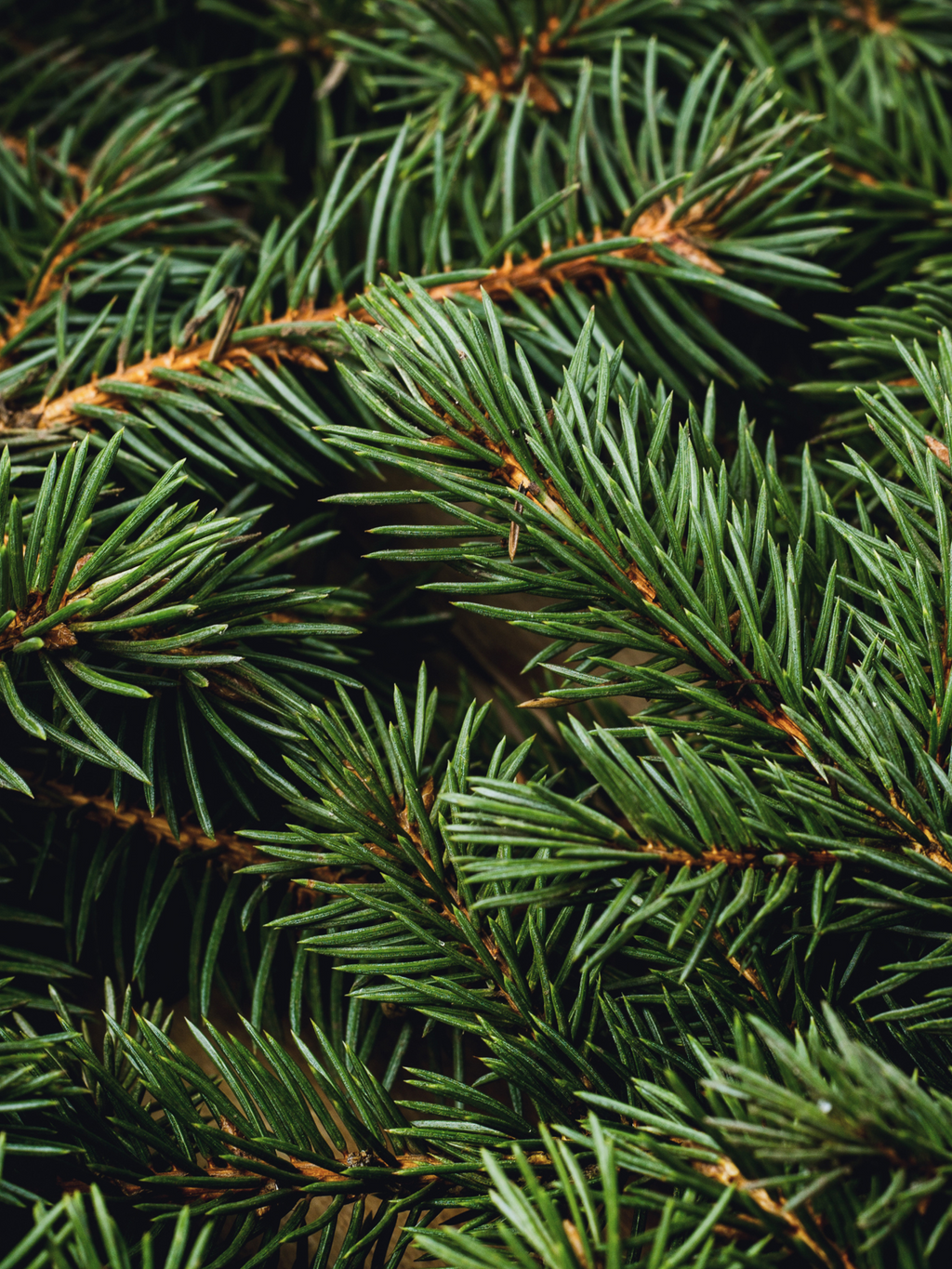 Swiss Pine & Eucalyptus - Room Scent Upgrade