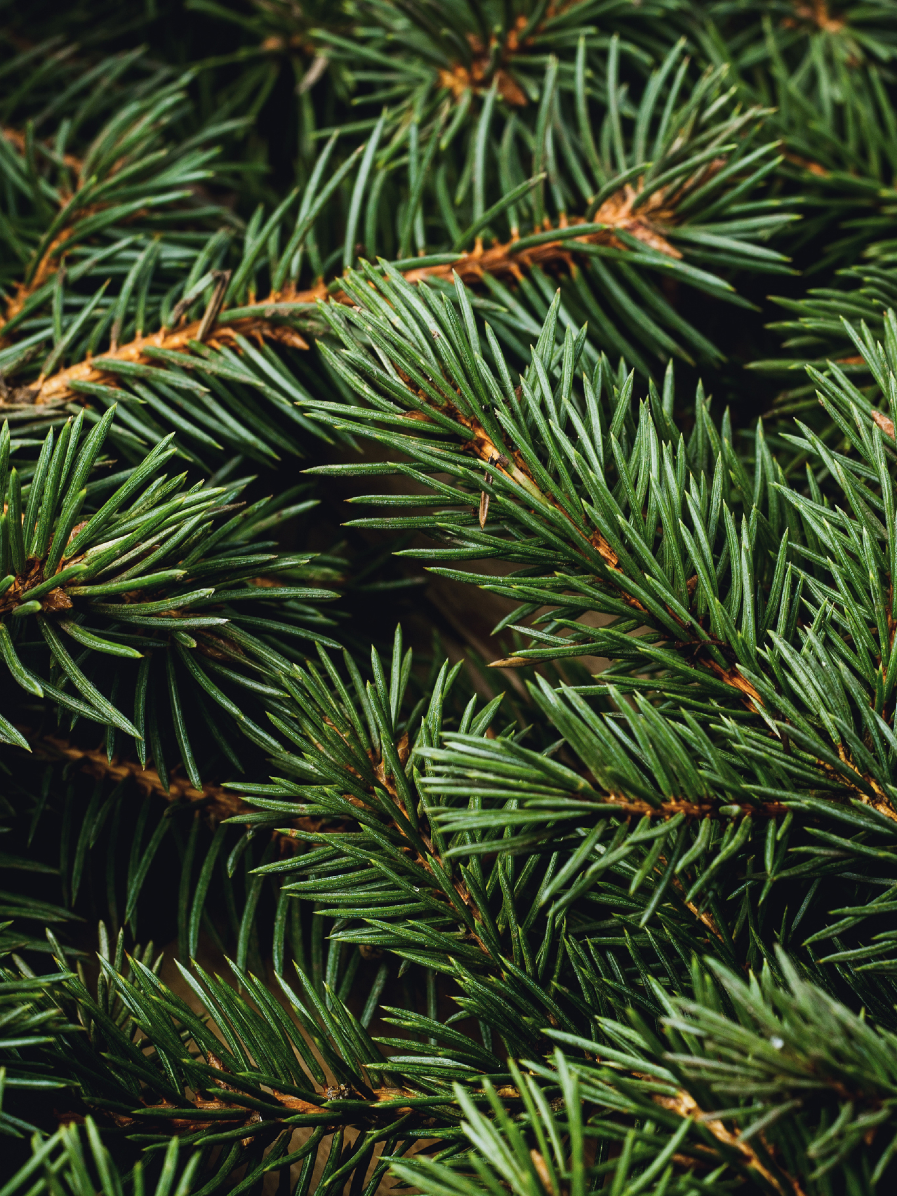 Swiss Pine & Eucalyptus - Room Scent Upgrade