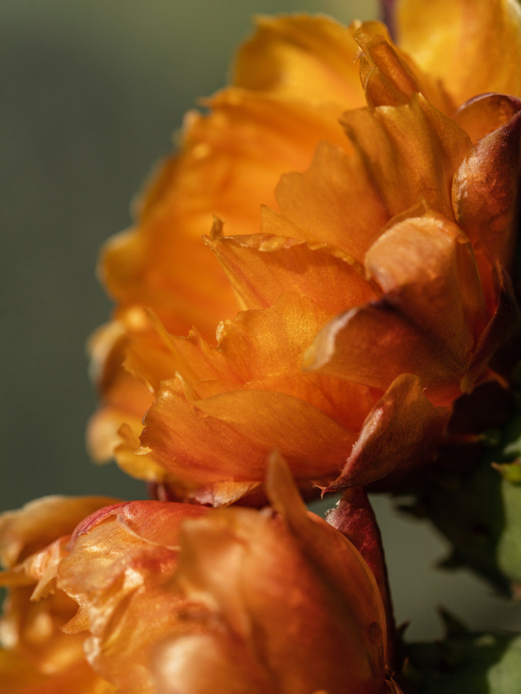 Cactus Flower - Made for Cozy Spaces