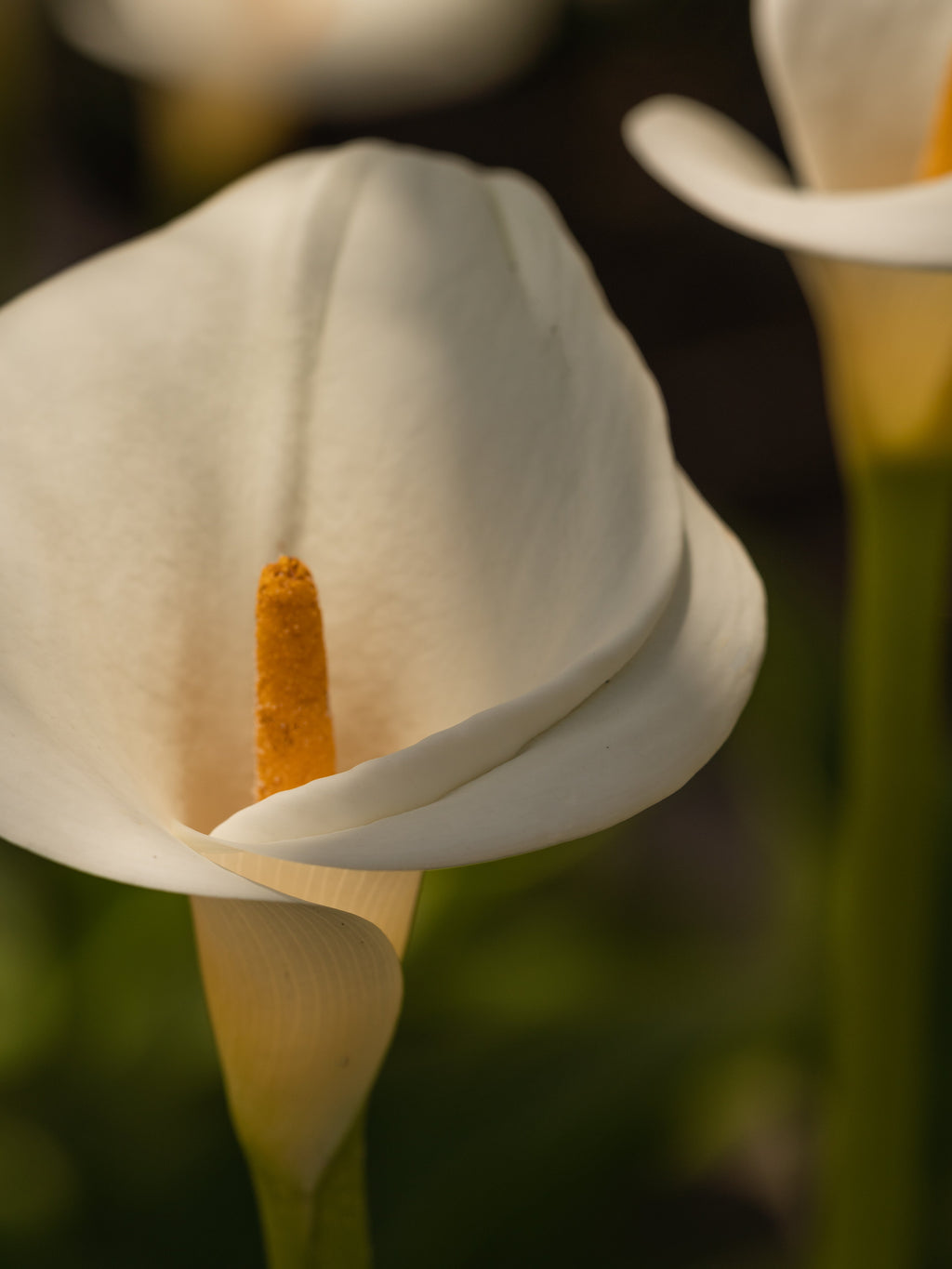 White Flower No. 42 - Fresh Starts Here