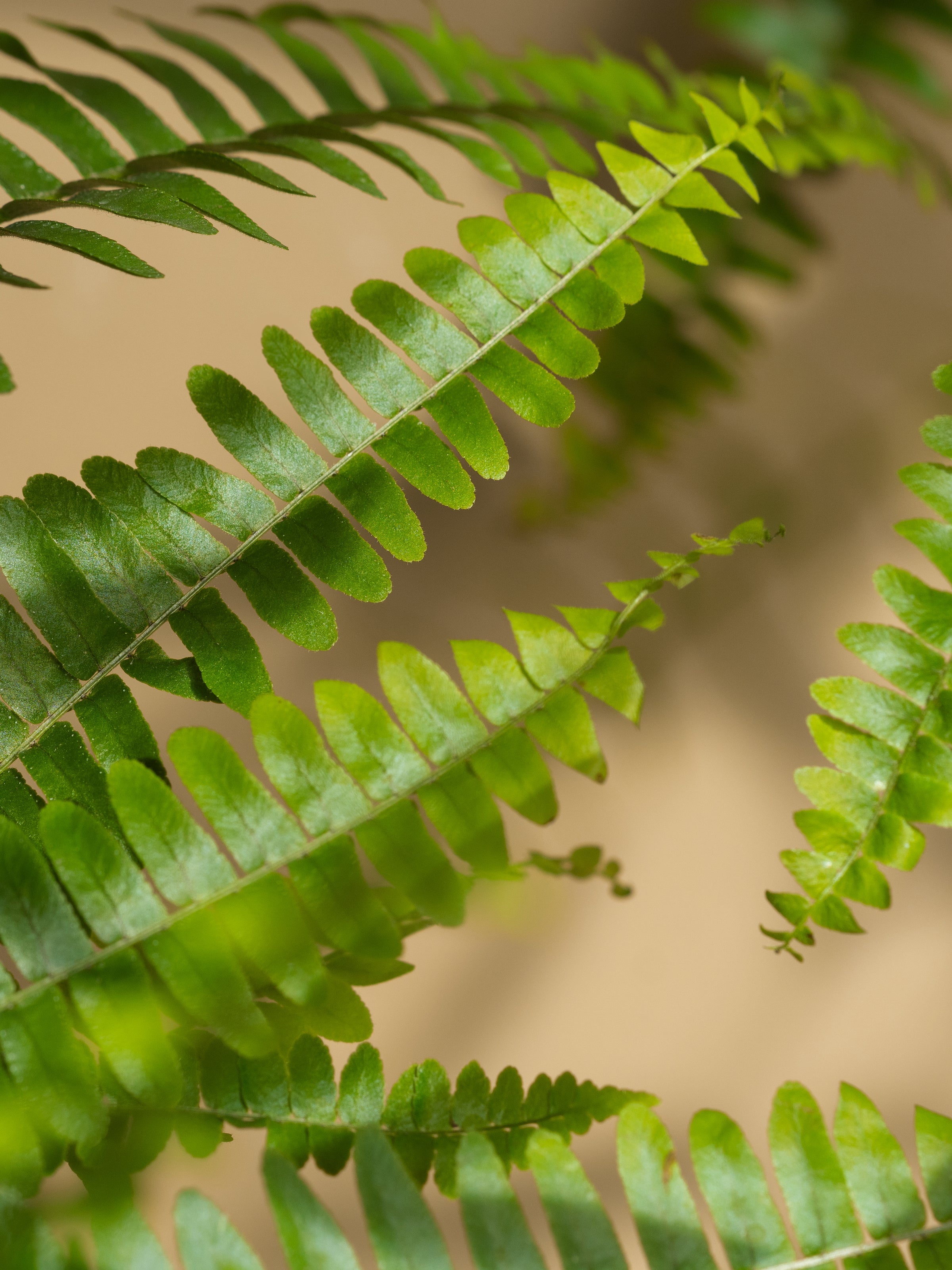 Fern Moss - Signature Room Scent