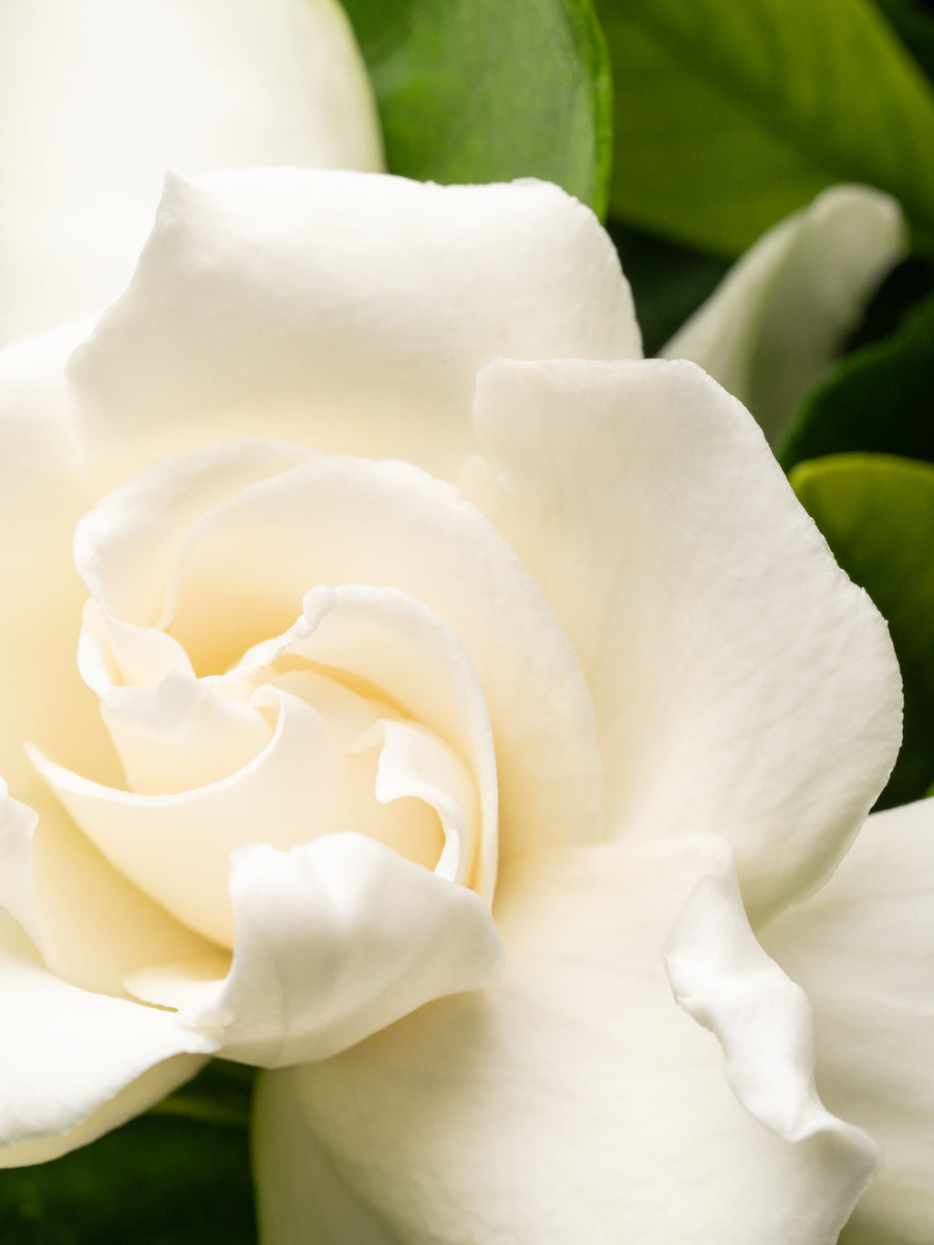 BFF - Smart Home Fragrance