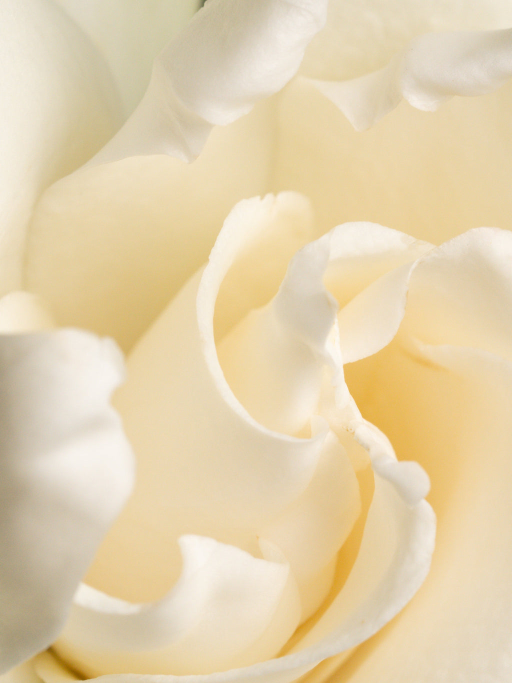 Fresh Cut Gardenia - Room Refresh Essential