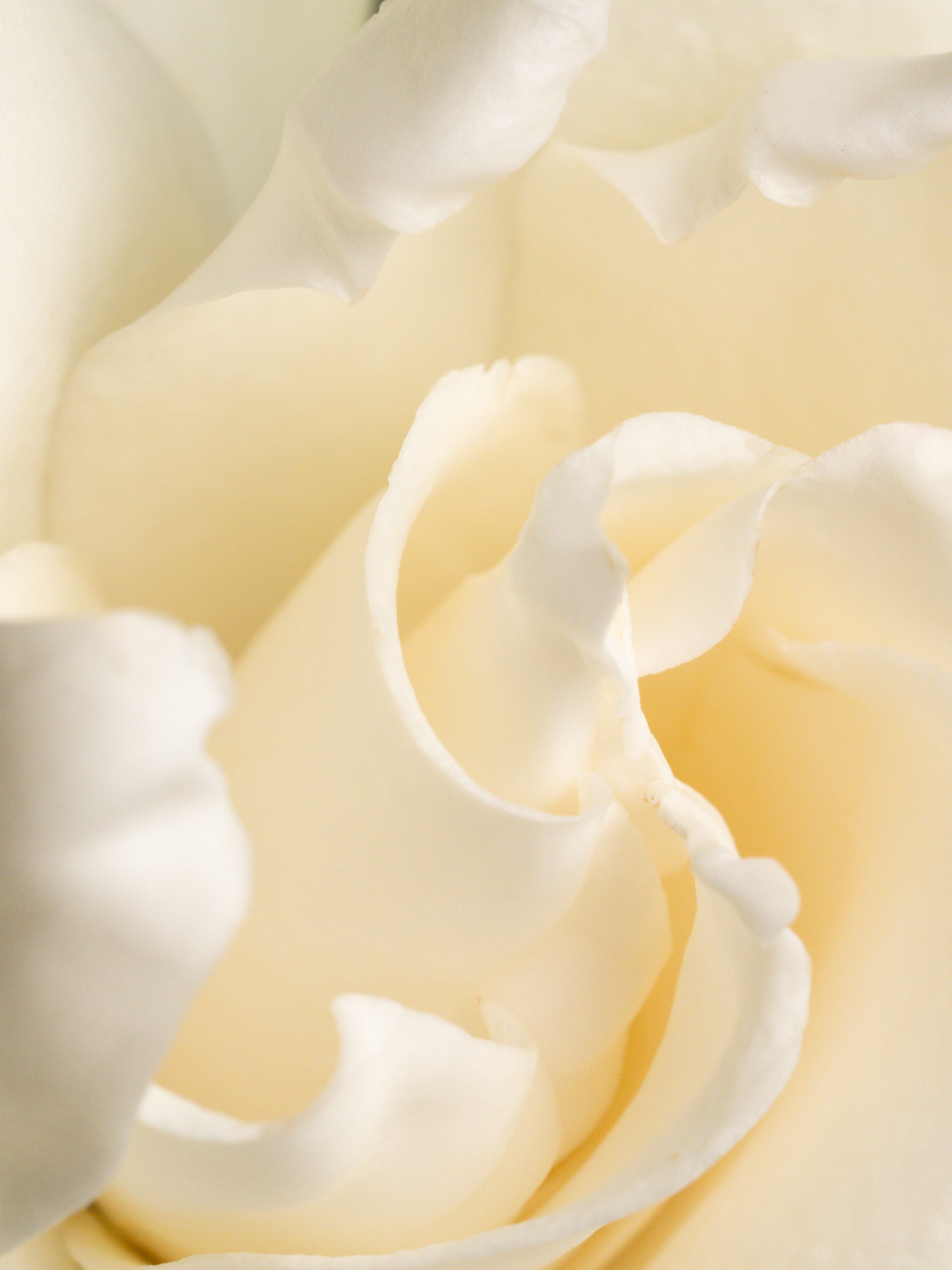 Fresh Cut Gardenia - Room Refresh Essential