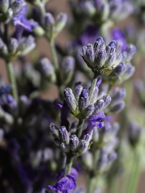 Cedar Leaf & Lavender - Fragrance for Guests