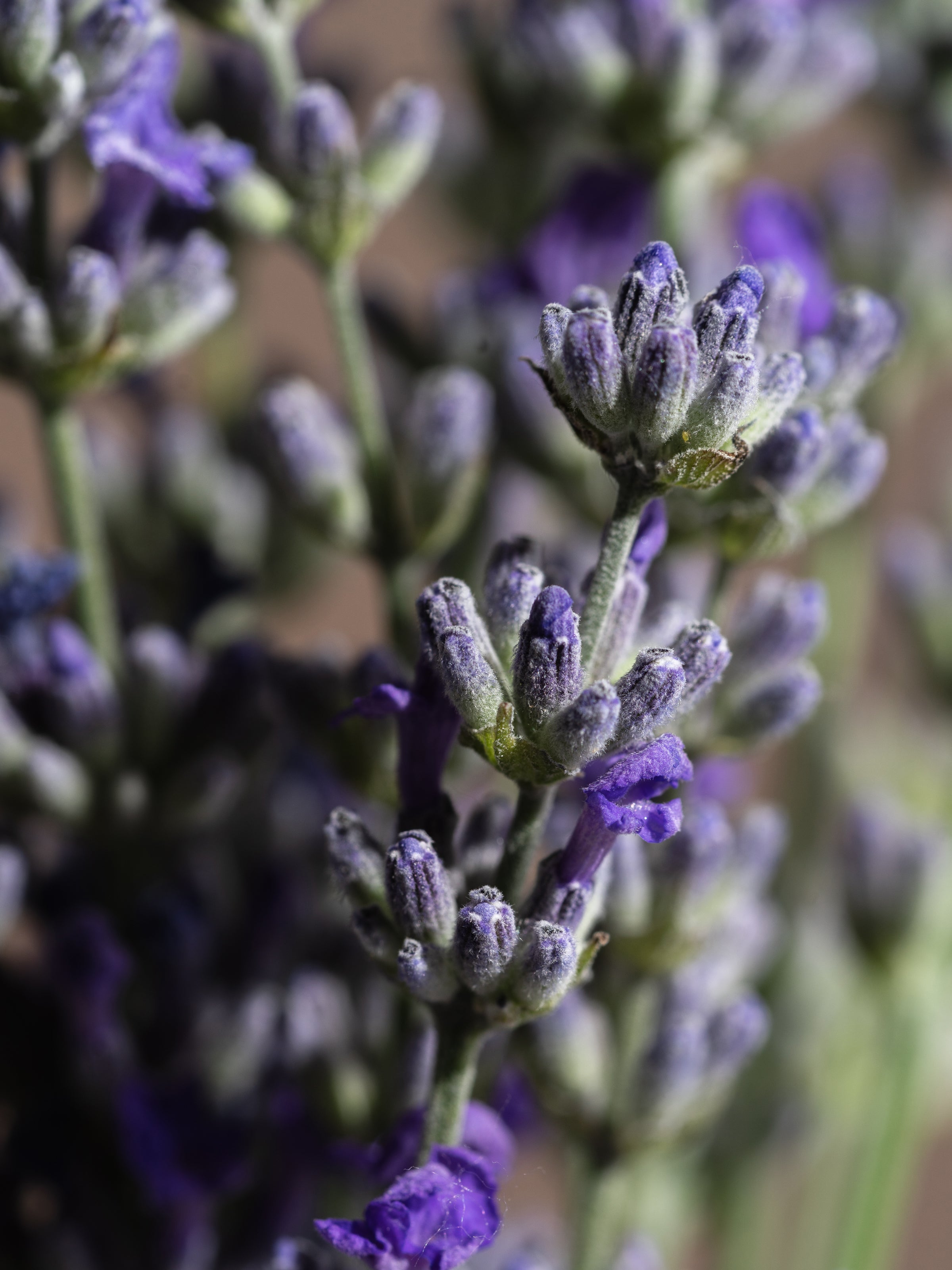 Lavender - Everyday Freshness