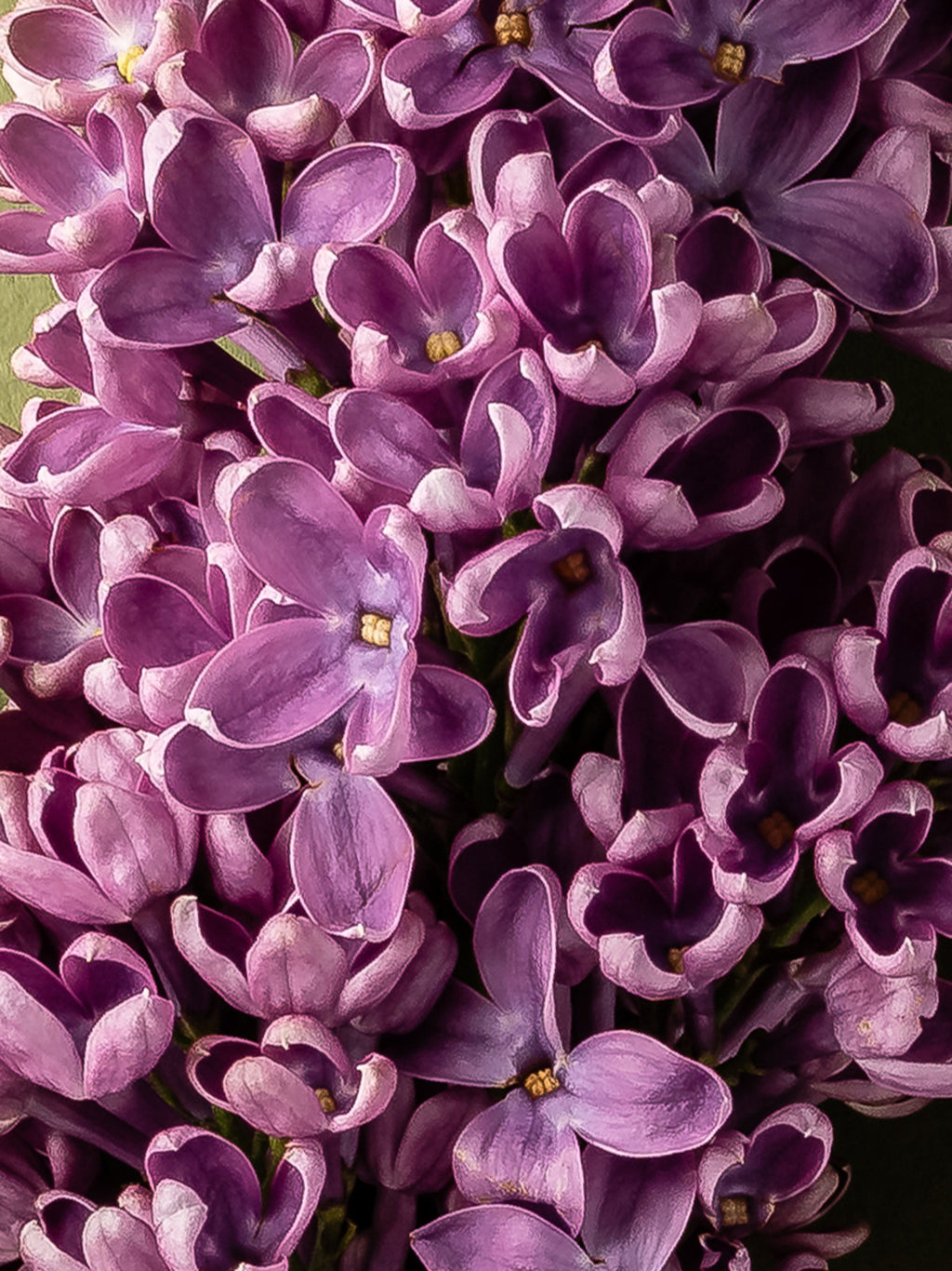 French Lilac - Made for Freshness