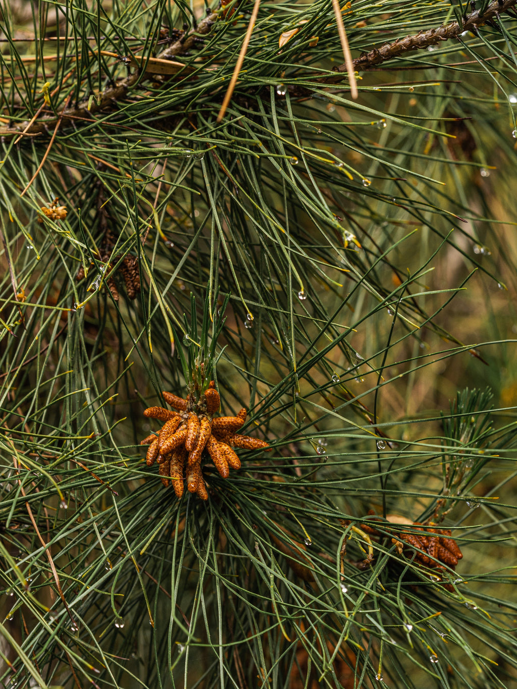 Crystal Pine - Light Scent Feel