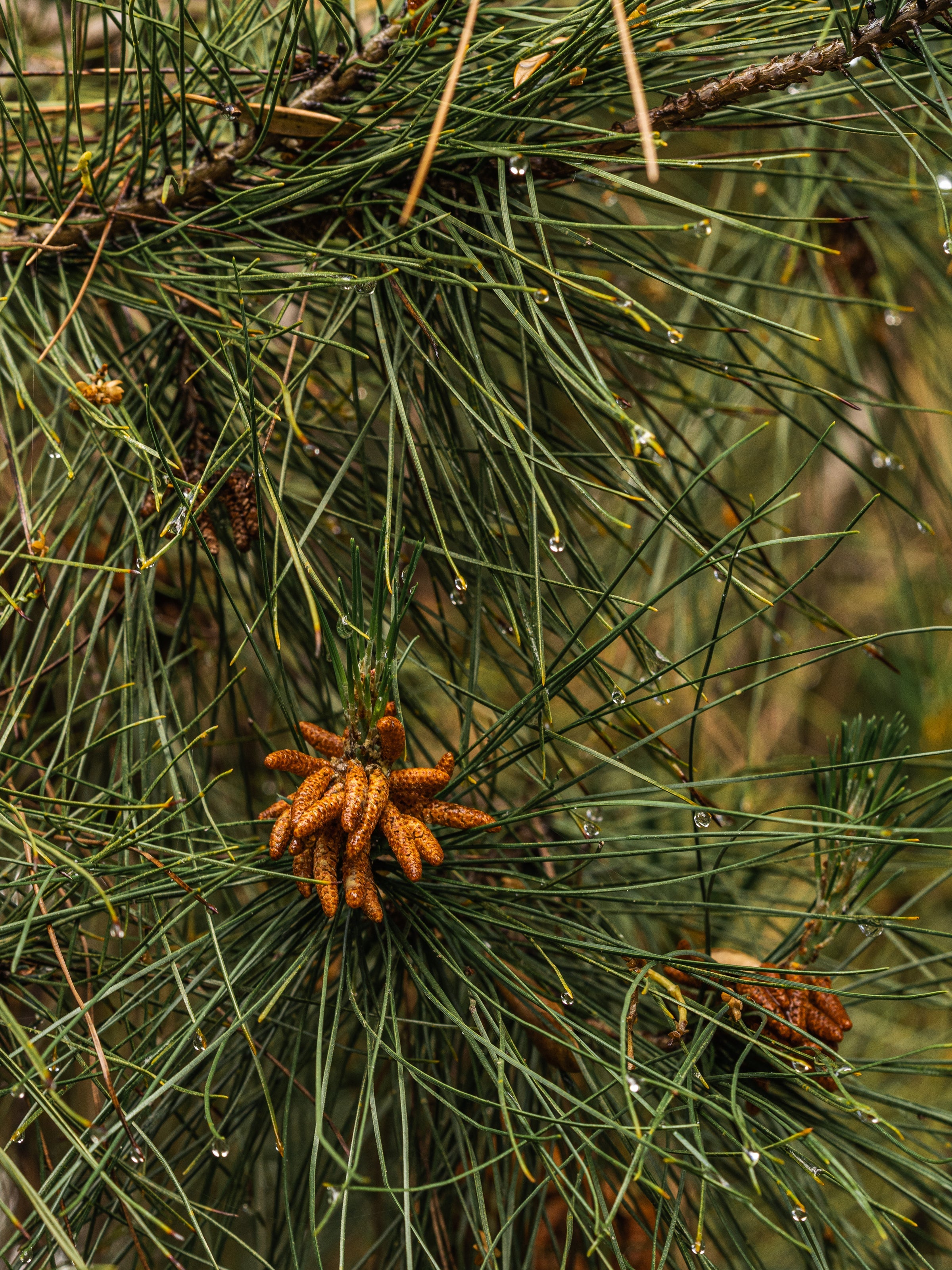 Crystal Pine - Light Scent Feel