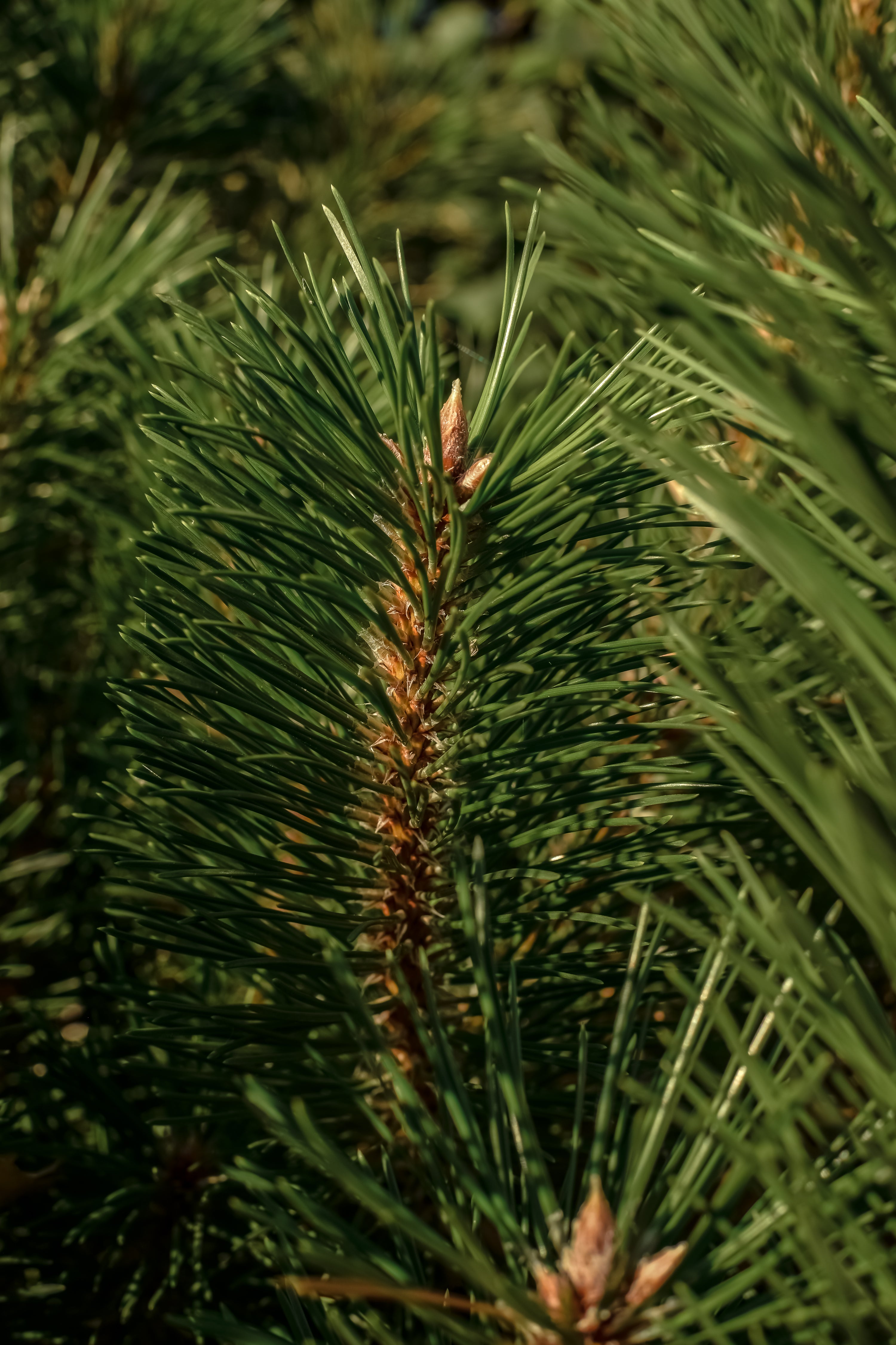 The Smell of Tree - Everyday Home Scent