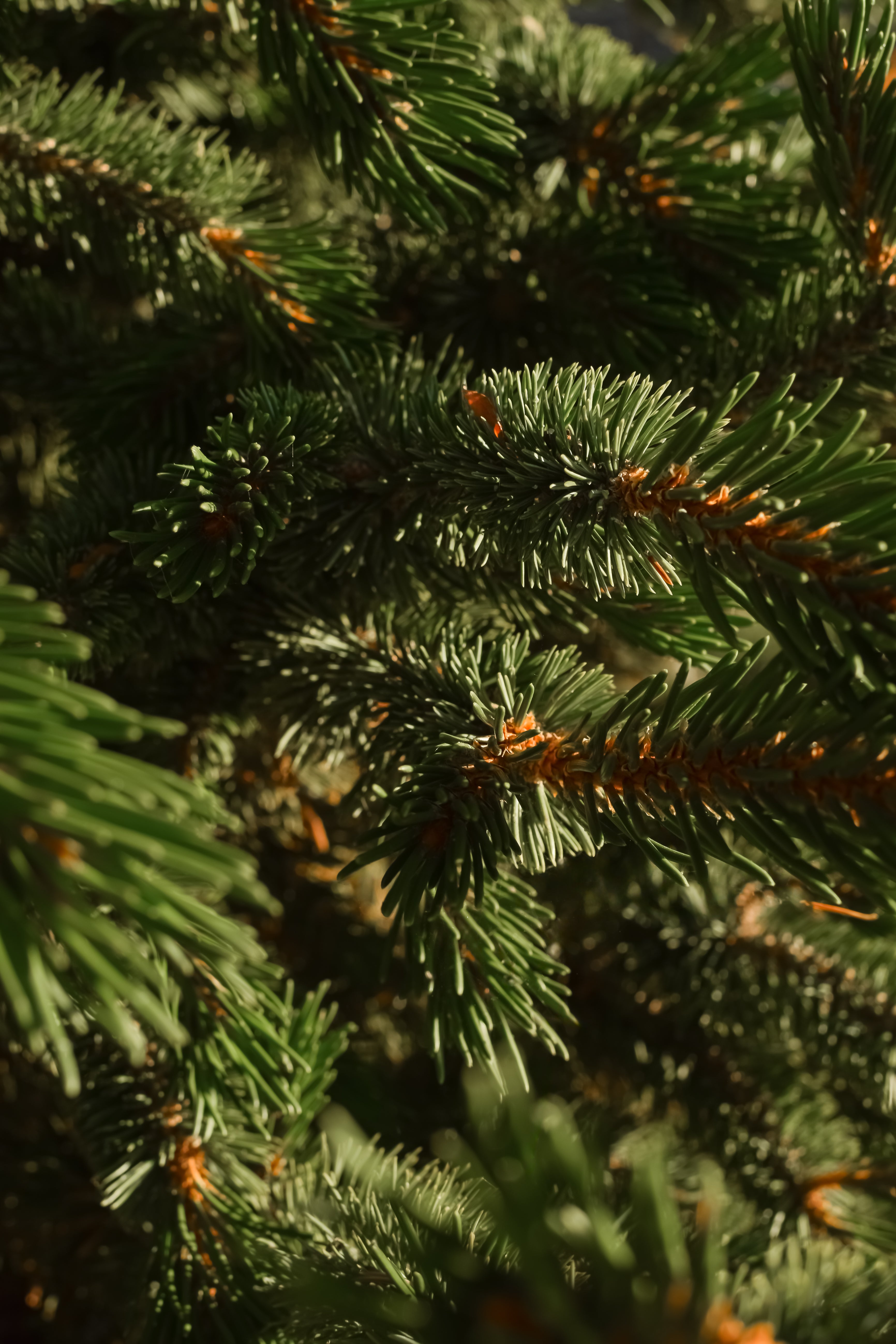 Fallen Fir - Fragrance Every Corner