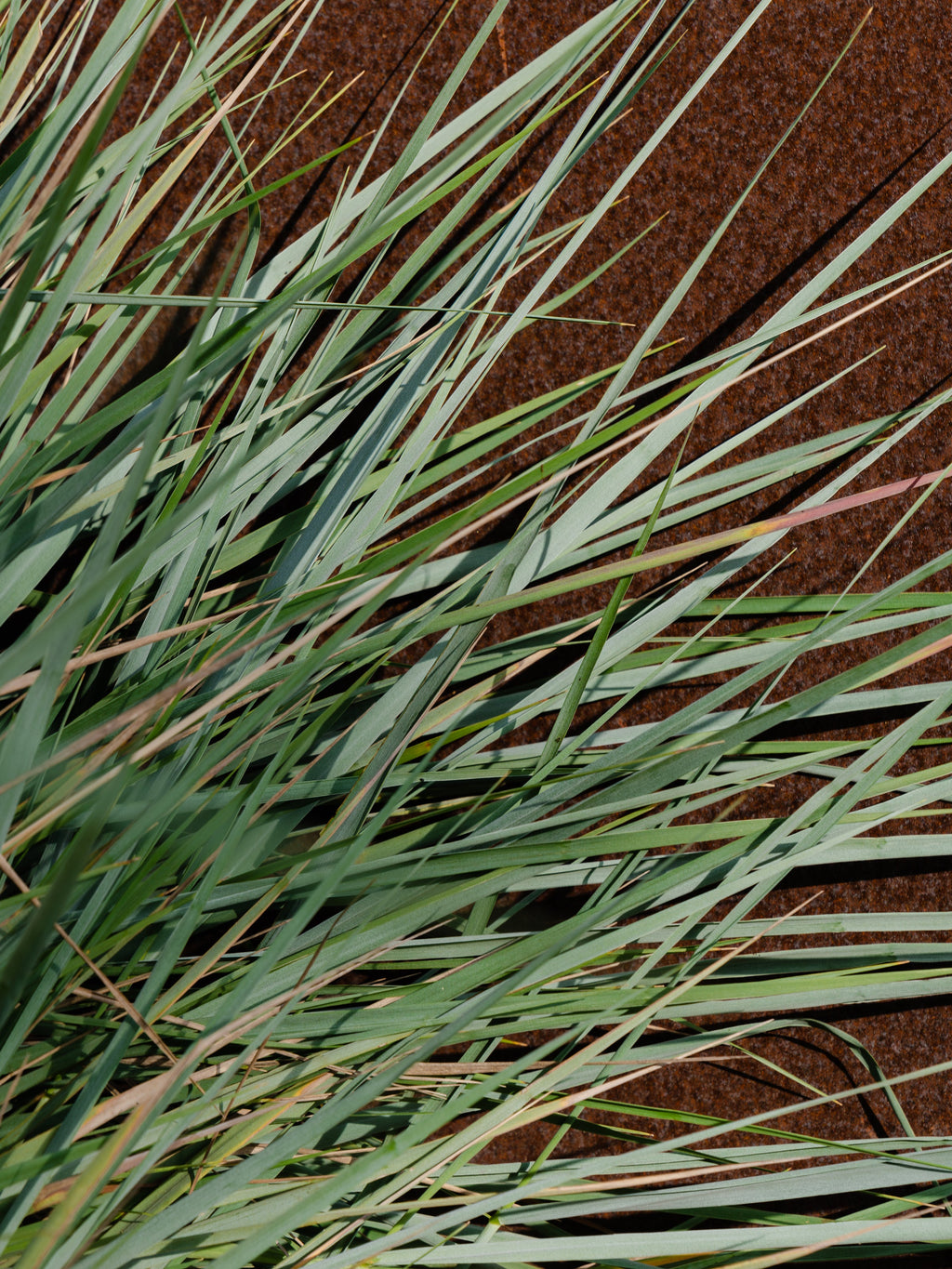 White Vetiver - Pura in Control