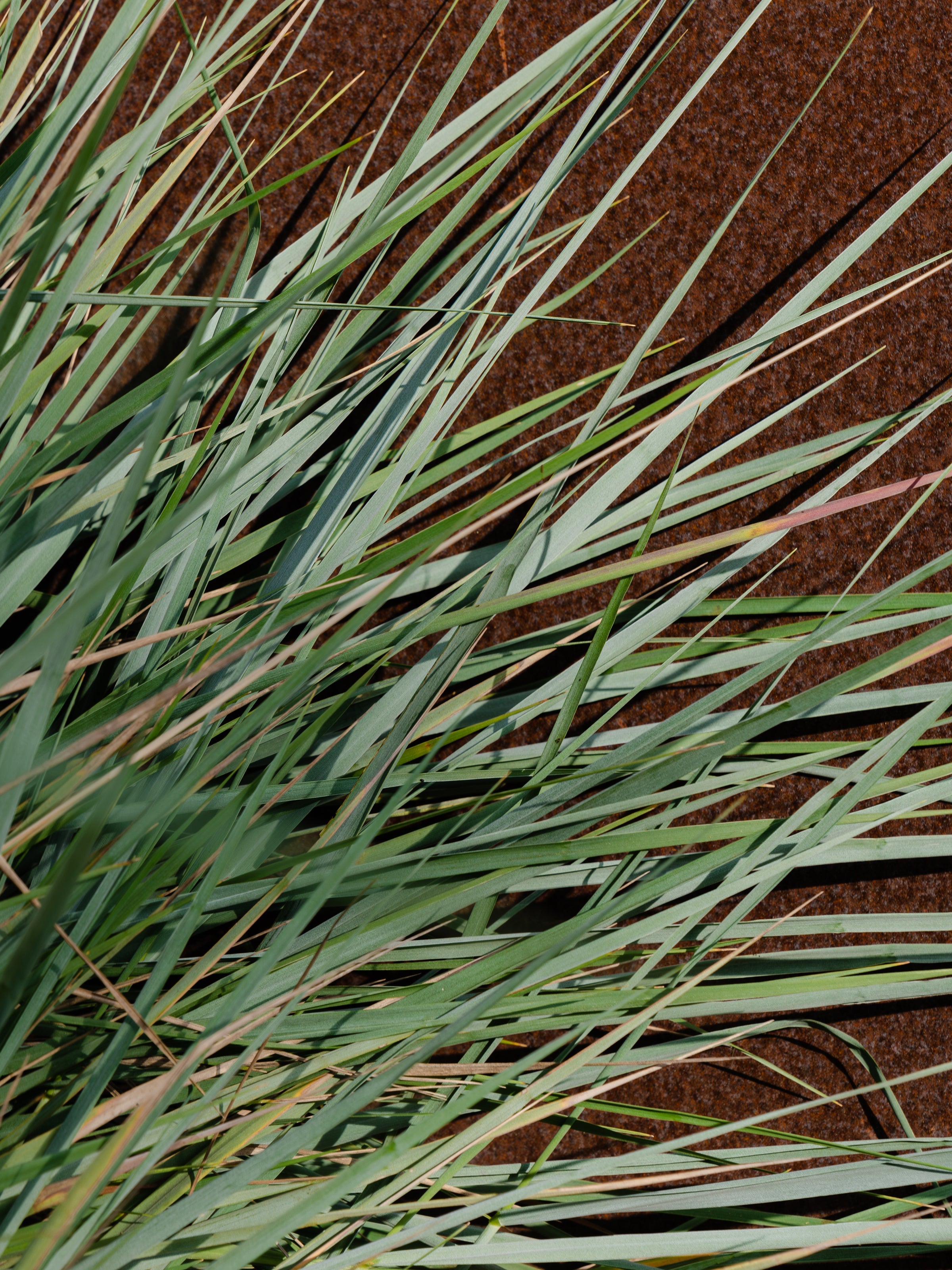 White Vetiver - Pura in Control