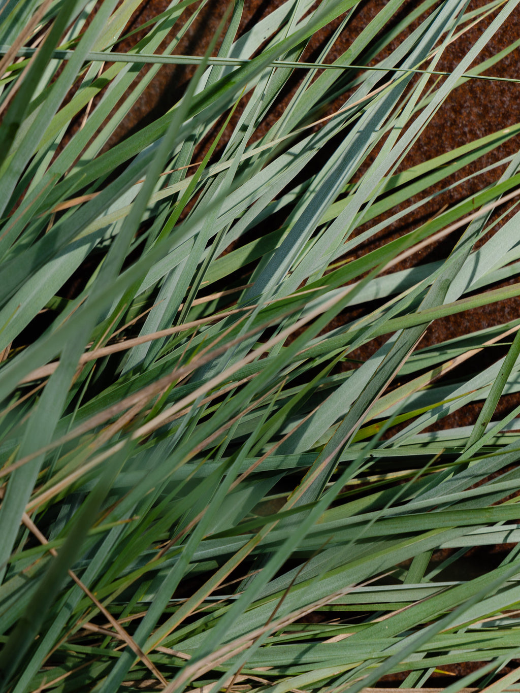 White Vetiver - Fresh Scent Feel