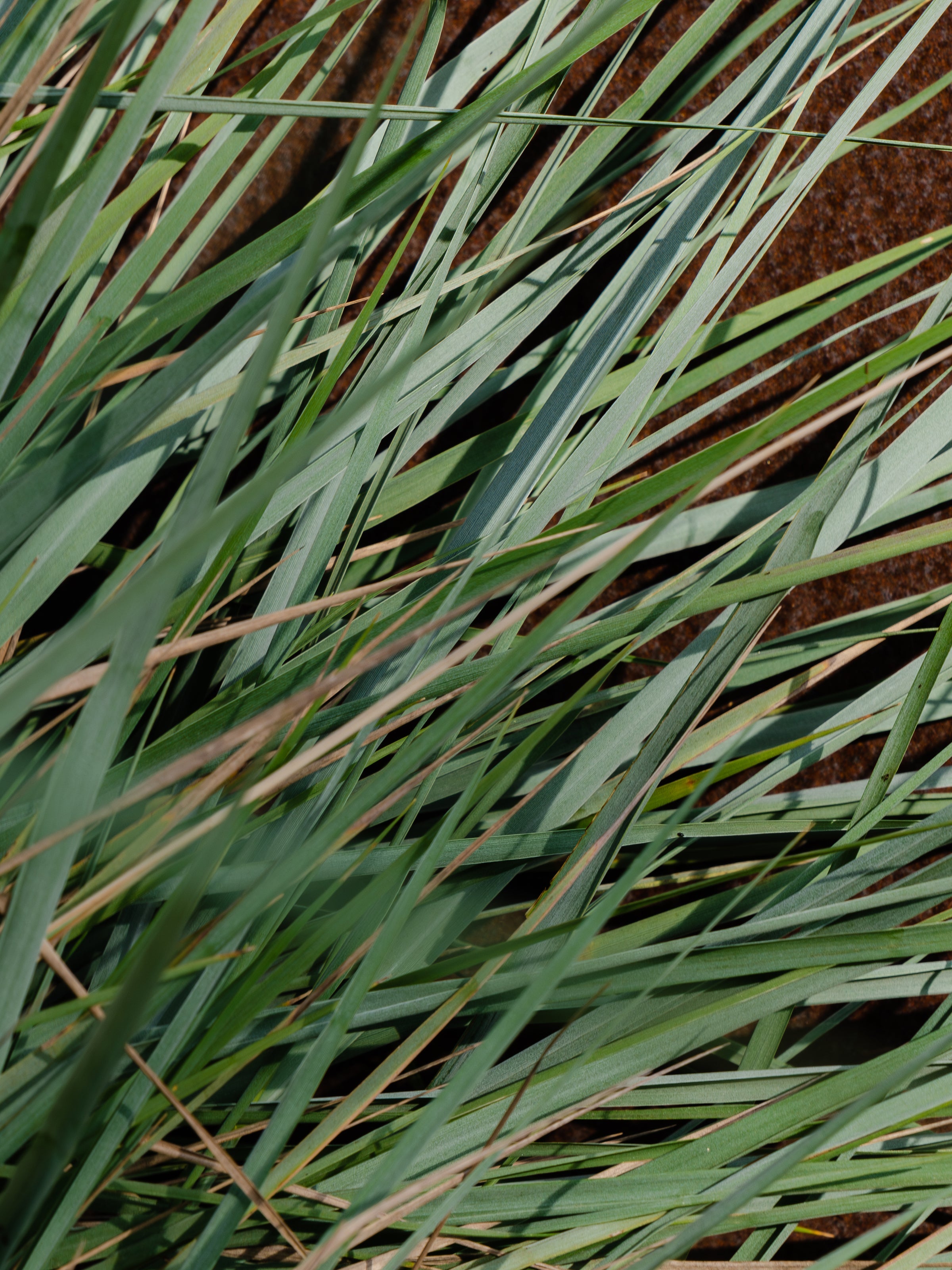White Vetiver - Fresh Scent Feel