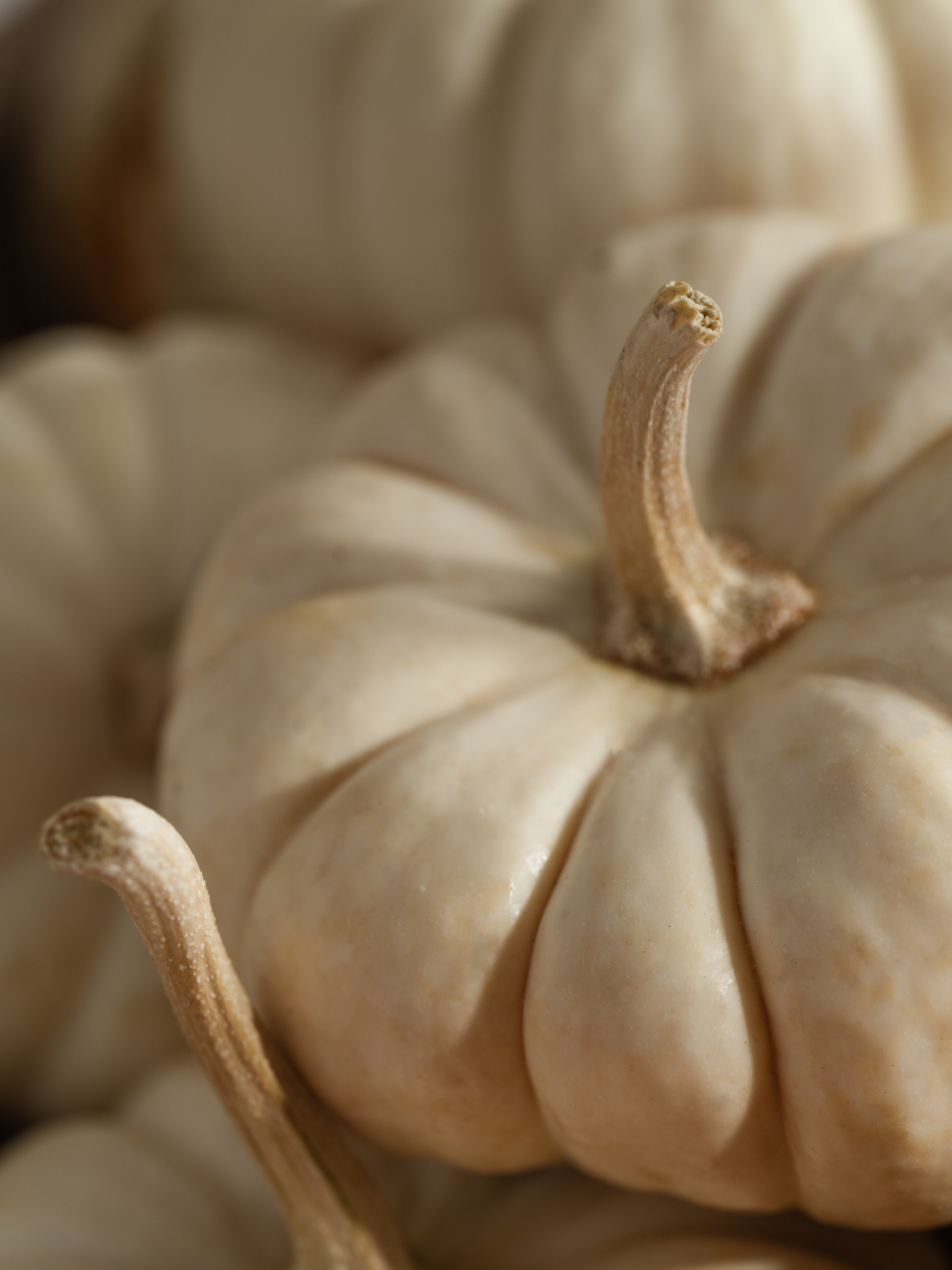 White Birch & Pumpkin - Fresh Space Daily